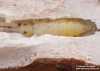 tesařík, polokrovečník (Brouci), Molorchus marmottani Brisout de Barneville, 1863, Ceambycidae (Coleoptera)
